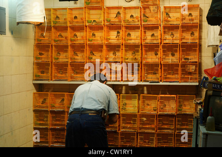 Gabbie di uccelli in Hong Kong bird market Foto Stock