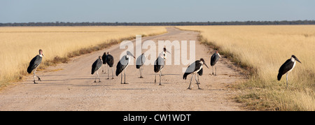 Marabou cicogne (Leptoptilos crumeniferus) a Fischer pan Namutoni vicino, il Parco Nazionale di Etosha, Namibia. Foto Stock