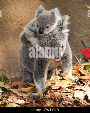 Il koala bear madre con bambino carino joey sulla sua schiena a piedi,Port Macquarie, Nuovo Galles del Sud, Australia.mammifero esotici con un neonato Foto Stock