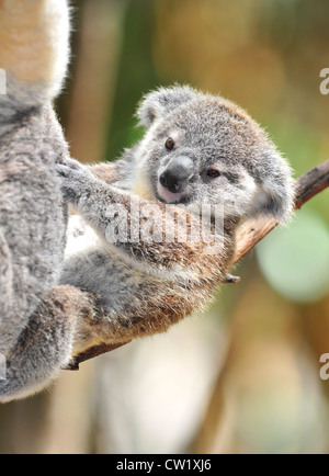 Il koala bear joey / baby appeso sulla sua pelliccia le madri in eucalipto, Port Macquarie, Nuovo Galles del Sud, Australia. Foto Stock