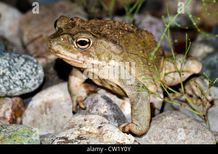Deserto Sonoran Toad, (Ollotis alvaria), vicino a Wickenburg, Yavapai county, Arizona, Stati Uniti. Foto Stock