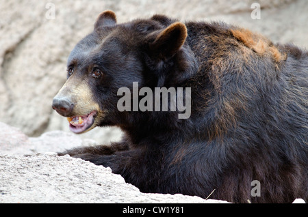 American Black Bear, (Ursus americanus), Arizona-Sonora Desert Museum Pima county, Arizona, Stati Uniti. Foto Stock