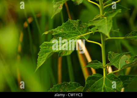 Swamp rose-malva a metà agosto in Ohio - si trova nella zona paludosa del parco locale Foto Stock