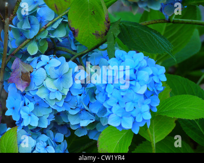 Blue hydrangea fiori Foto Stock