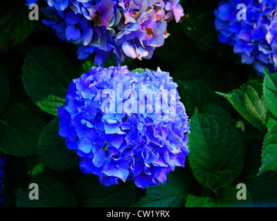 Close-up di ortensie blu fiore cluster Foto Stock