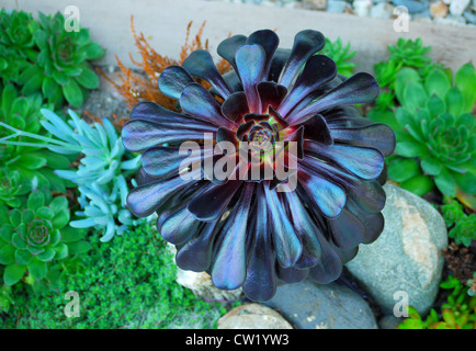 Struttura viola Aeonium - Schwarzkopf (Aeonium arboreum atropurpureum var.) Foto Stock