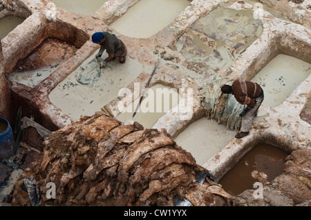 Lavoratori nella millenaria del cuoio conceria antica medina di Fes, Marocco Foto Stock