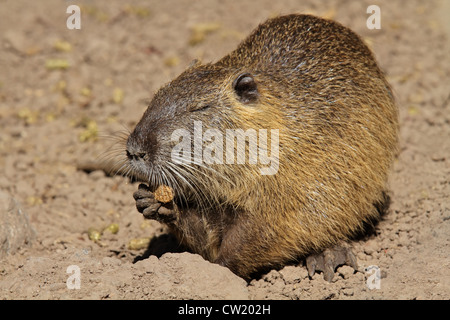 Coipo o Nutria (Myocastor coypus) alimentazione, Sud America Foto Stock