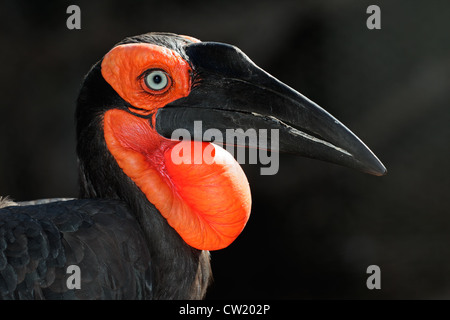 Ritratto di una terra meridionale hornbill (Bucorvus leadbeateri), Sud Africa Foto Stock