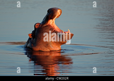 Giovani ippopotamo (Hippopotamus amphibius) con montaggio aperto in acqua, Sud Africa Foto Stock