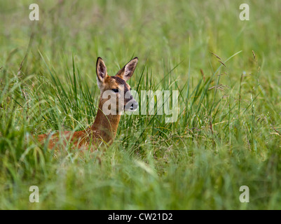 Capriolo Foto Stock