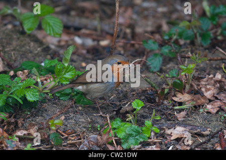 Un robin raccoglie materiale di nidificazione dal suolo, Hastings, Sussex, Regno Unito Foto Stock