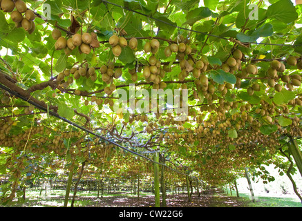 Frutta di kiwi Foto Stock