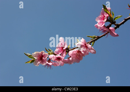 Rosa fiori albicocca con cielo blu sullo sfondo Foto Stock