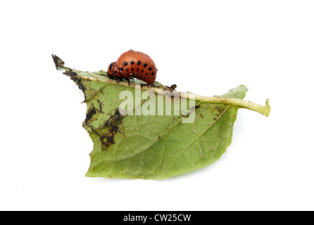 Colorado beetle sulle foglie della fecola di patate Foto Stock