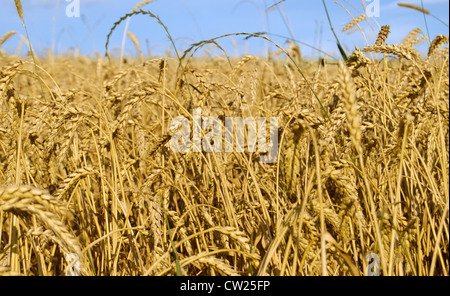 Campo di grano contro un cielo blu Foto Stock