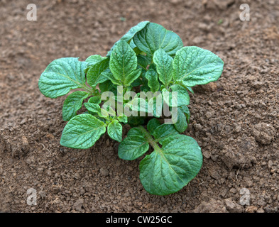 Giovani pianta di patata crescente sul letto di verdure Foto Stock