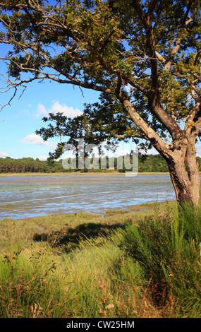 Vista di Riviere du Vincin a bassa marea dal sentiero Tour du Golfe, Conleau, Vannes, Morbihan, in Bretagna, Francia Foto Stock