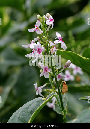 Golden Pseuderanthemum, Yellow-Vein Eranthemum, Pseuderanthemum reticulatum, Acanthaceae. Polinesia. Foto Stock