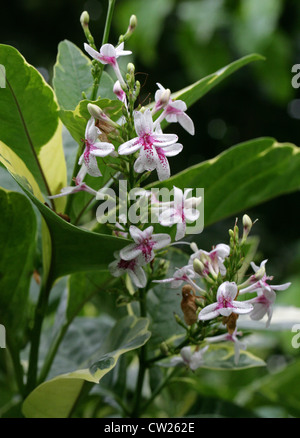 Golden Pseuderanthemum, Yellow-Vein Eranthemum, Pseuderanthemum reticulatum, Acanthaceae. Polinesia. Foto Stock