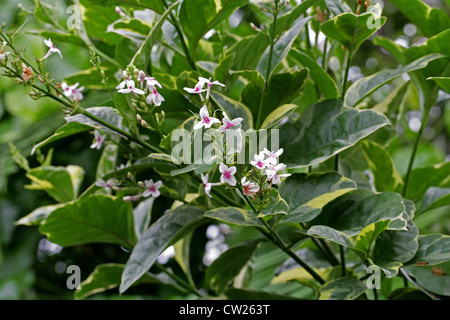 Golden Pseuderanthemum, Yellow-Vein Eranthemum, Pseuderanthemum reticulatum, Acanthaceae. Polinesia. Foto Stock