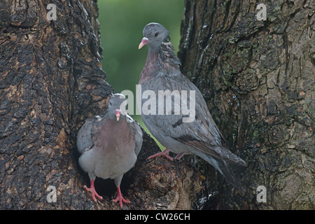 Coppia di stock di colombi Columba oenas sul foro di nido in caso di pioggia. Molla. Regno Unito Foto Stock