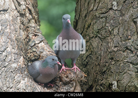 Maschio e femmina colombe STOCK Columba oenas sul foro di nido. Molla. Regno Unito Foto Stock