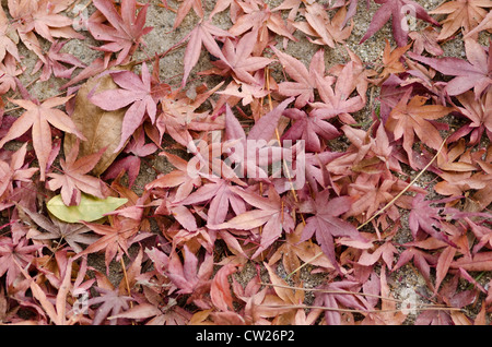 Asciugare marrone e rosse foglie di acero giapponese sul suolo della foresta in autunno Foto Stock