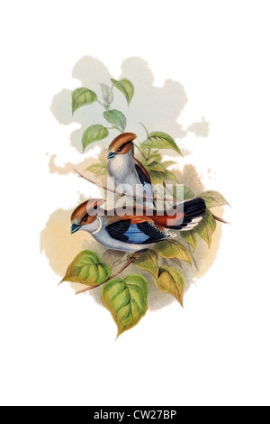 Illustrazione della Silver-breasted Broadbill (Serilophus lunatus) da John Gould da uccelli dell Asia Foto Stock