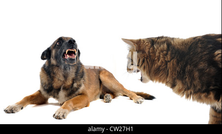 Razza sheepdog belga malinois e cat arrabbiato di fronte a uno sfondo bianco Foto Stock