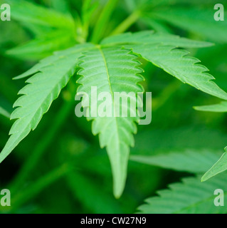 Macro shot di verde foglia di cannabis. Foto Stock