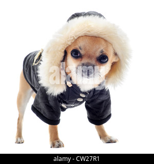 Chihuahua vestito di fronte a uno sfondo bianco Foto Stock