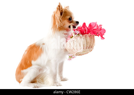 Ritratto di un simpatico di razza chihuahua con fiori di fronte a uno sfondo bianco Foto Stock