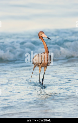 Garzetta rossastra in allevamento piumaggio camminando in surf durante la pesca nella Florida Golfo del Messico Foto Stock