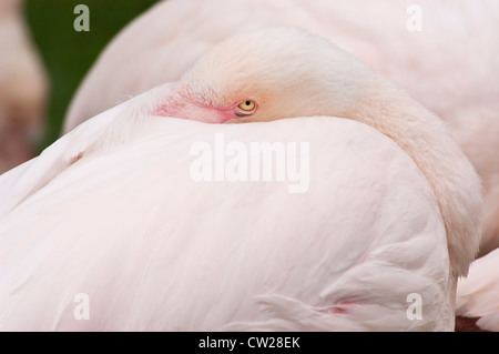 Ggeater flamingo (Phoenicopterus ruber) adulto che mostra close-up della testa e degli occhi guardando la telecamera, London, England, Regno Unito, Europa Foto Stock