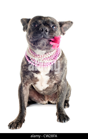 Ritratto di una razza pura bulldog francese con fiore in studio Foto Stock