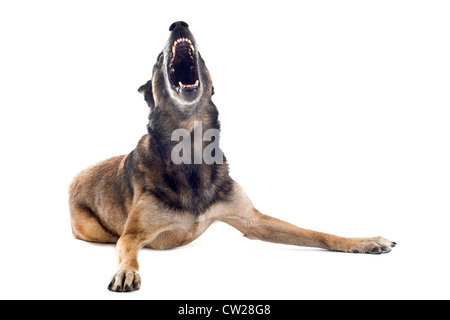 Arrabbiato di razza sheepdog belga malinois su uno sfondo bianco, concentrarsi sull'occhio Foto Stock