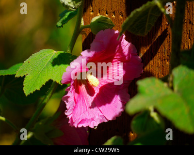 Rosa scuro (hollyhock marshmallow fiore) fiore appoggiata contro il montante Foto Stock