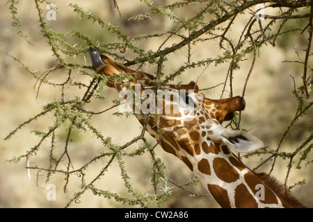 Giraffa reticolata alimentare sulla spinosa acacia, Samburu, Kenya Foto Stock