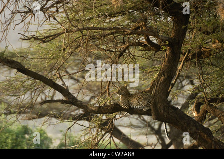 Leopard in appoggio in acacia, Samburu, Kenya Foto Stock