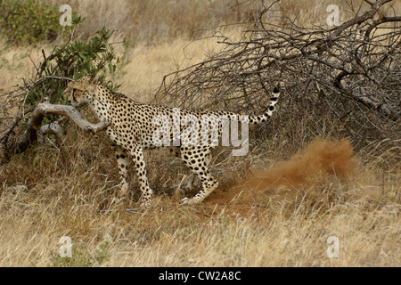 Cheetah maschio territorio di marcatura, Samburu, Kenya Foto Stock