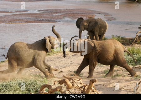 Juvenile elephants play-fighting by river, Samburu, Kenya Foto Stock