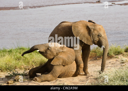 I capretti elefanti play-fighting vicino al fiume, Samburu, Kenya Foto Stock