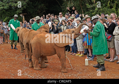 Custodi di dare latte per orfano gli elefanti come i visitatori a guardare, Nairobi, Kenia Foto Stock
