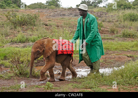 Orfani di vitello di elefante con custode, Nairobi, Kenia Foto Stock