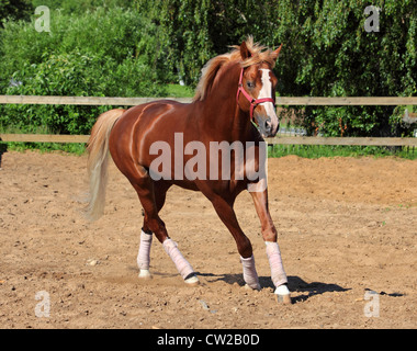Cavallo Arabo al galoppo nel paddock Foto Stock