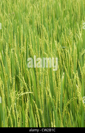 Close-up di un campo di risone pronto per il raccolto Foto Stock