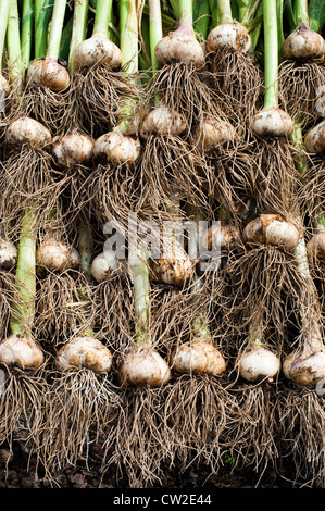 Aglio organico raccolto in un giardino Shropshire Foto Stock