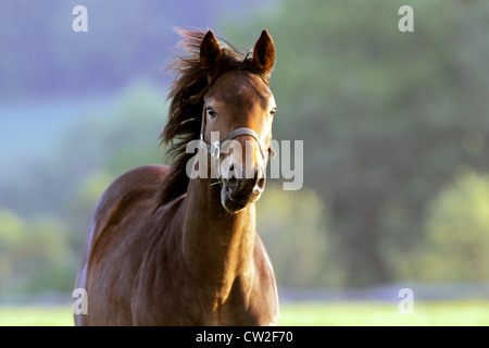 Ritratto di un cavallo nel paddock Foto Stock