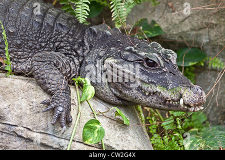 West African Dwarf Crocodile (Osteolaemus tetraspis) Foto Stock